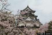 彦根城と桜