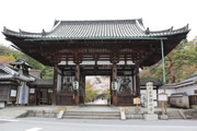 石山寺の桜