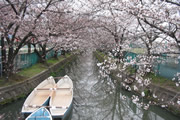 砂子水路の桜