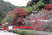 箕面公園の紅葉