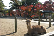 奈良公園の鹿