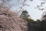 大阪城の桜