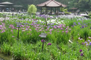 城北公園の花菖蒲