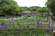 枚方市　山田池公園の花菖蒲