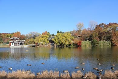 花博記念公園鶴見緑地の紅葉