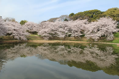 花博記念公園鶴見緑地の桜