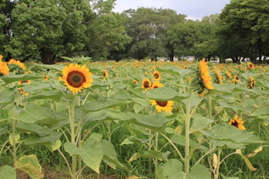 万博記念公園のひまわり