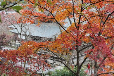 天龍寺の桜