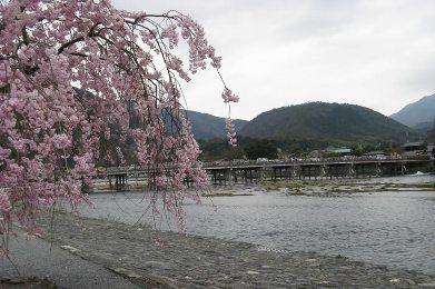 嵐山の桜