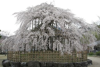 宇治平等院・宇治川の桜
