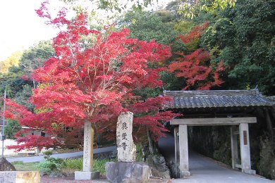 興聖寺の紅葉