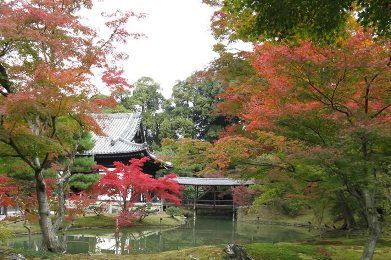 高台寺の紅葉