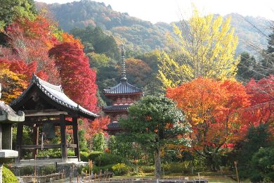 三室戸寺の紅葉