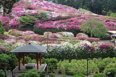 三室戸寺の躑躅（ツツジ）