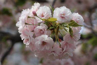 造幣局　桜の通り抜けの桜