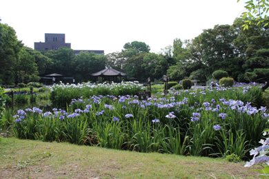 城北公園の花菖蒲（はなしょうぶ）