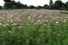 武庫川河川敷