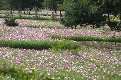 武庫川河川敷のコスモス（秋桜）