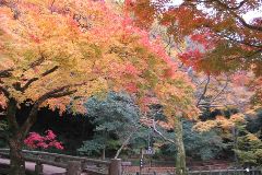 箕面市・箕面公園の紅葉