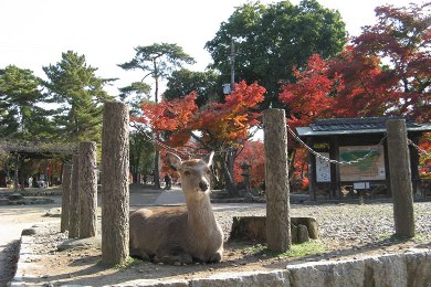 東大寺の紅葉