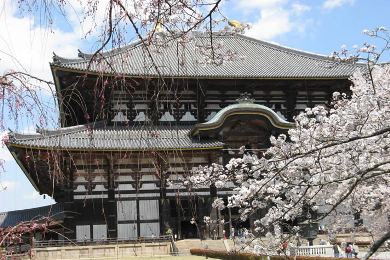 東大寺の桜
