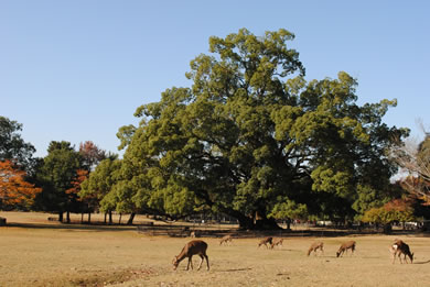 奈良公園の紅葉