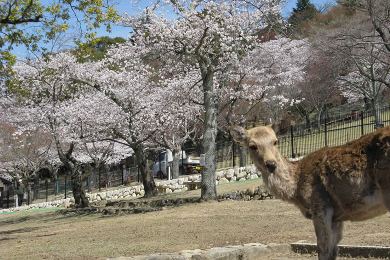 奈良公園の桜