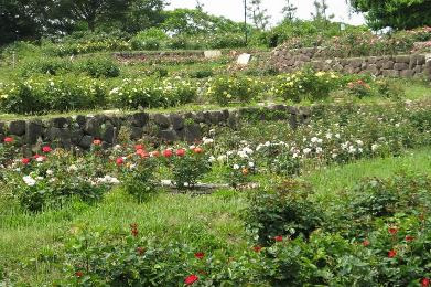 堺市　浜寺公園の薔薇（バラ）