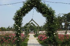 堺市　浜寺公園の薔薇（バラ）