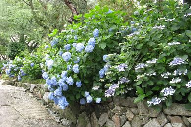 矢田寺の紫陽花（あじさい）