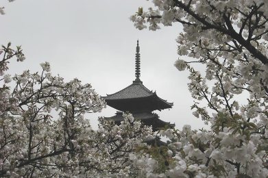 仁和寺の桜