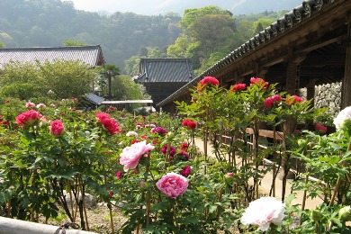 長谷寺の牡丹（ぼたん）
