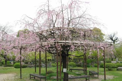 東寺の桜