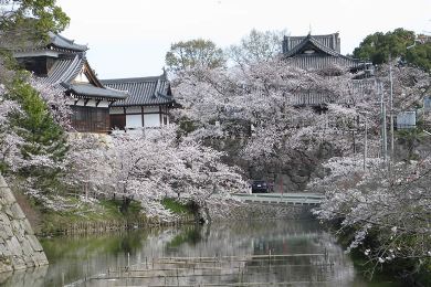 郡山城の桜