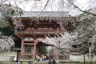 醍醐寺の桜
