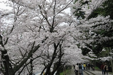 蹴上インクラインの桜