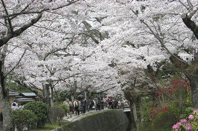 哲学の道の桜