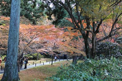 大原三千院の紅葉