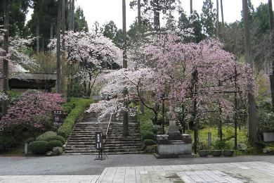大原（三千院、寂光院）の桜