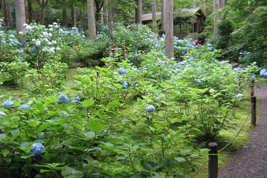 大原三千院の紫陽花（あじさい）