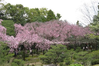 平安神宮の紅枝垂桜（ベニシダレザクラ）
