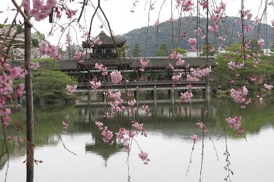 平安神宮の紅枝垂桜（ベニシダレザクラ）