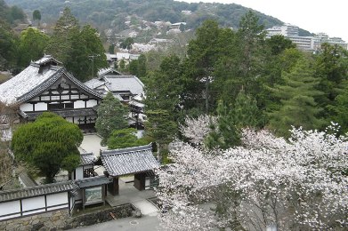 南禅寺の桜