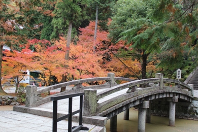 知恩院の紅葉