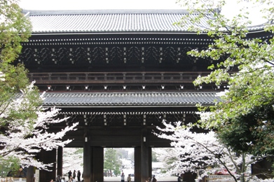 知恩院の桜