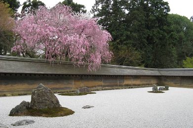 龍安寺の桜