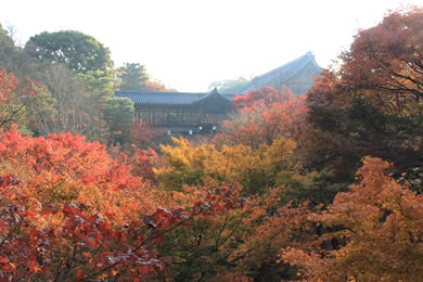 東福寺の紅葉