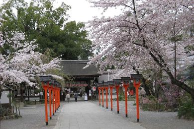平野神社の桜