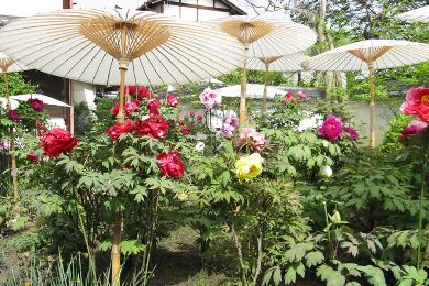 當麻寺　中之坊・香藕園の牡丹（ぼたん）