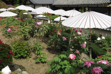 當麻寺　護念院・双塔園の牡丹（ぼたん）